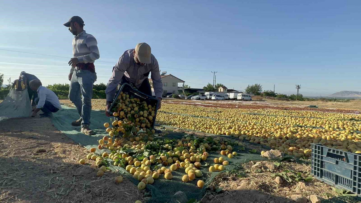 Malatya'da kayısı hasadı sürüyor, hedef 750 milyon dolarlık ihracat