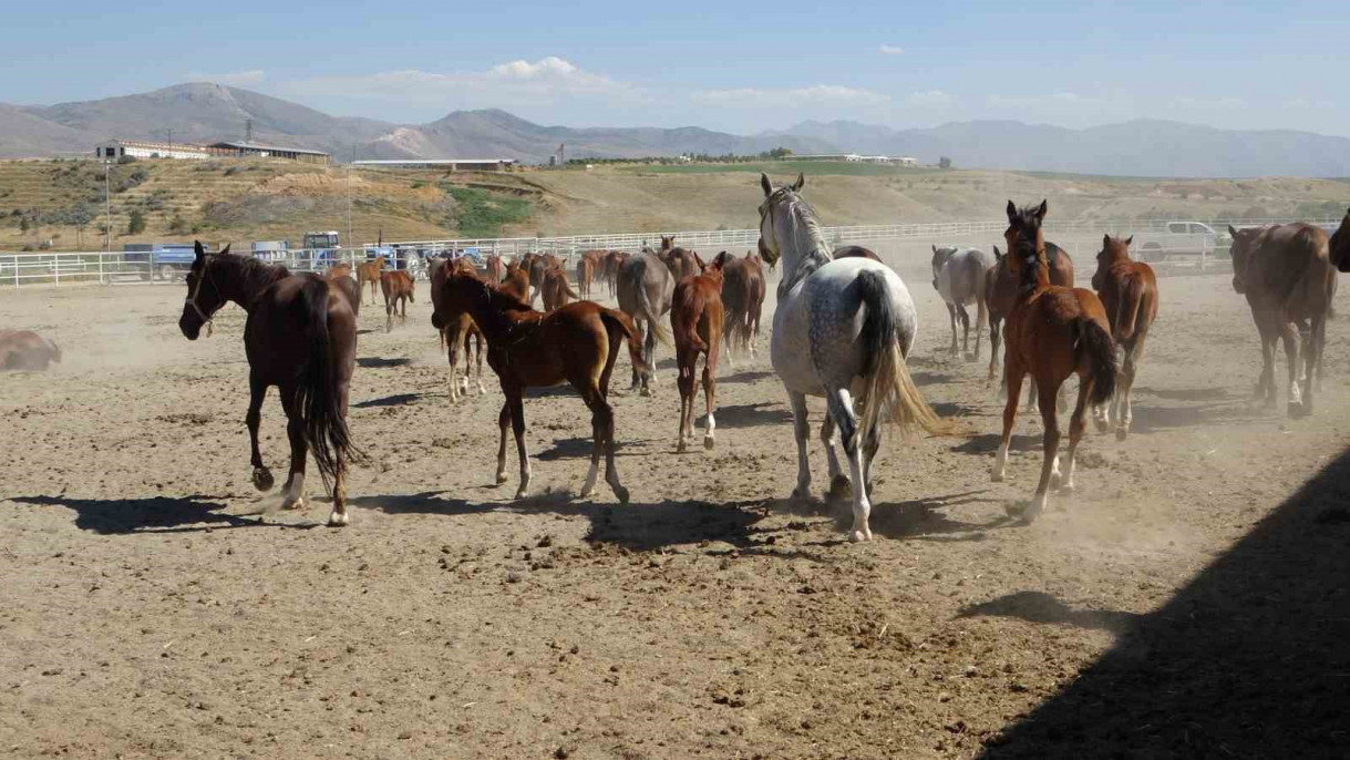 Milyonluk taylar görücüye çıkıyor