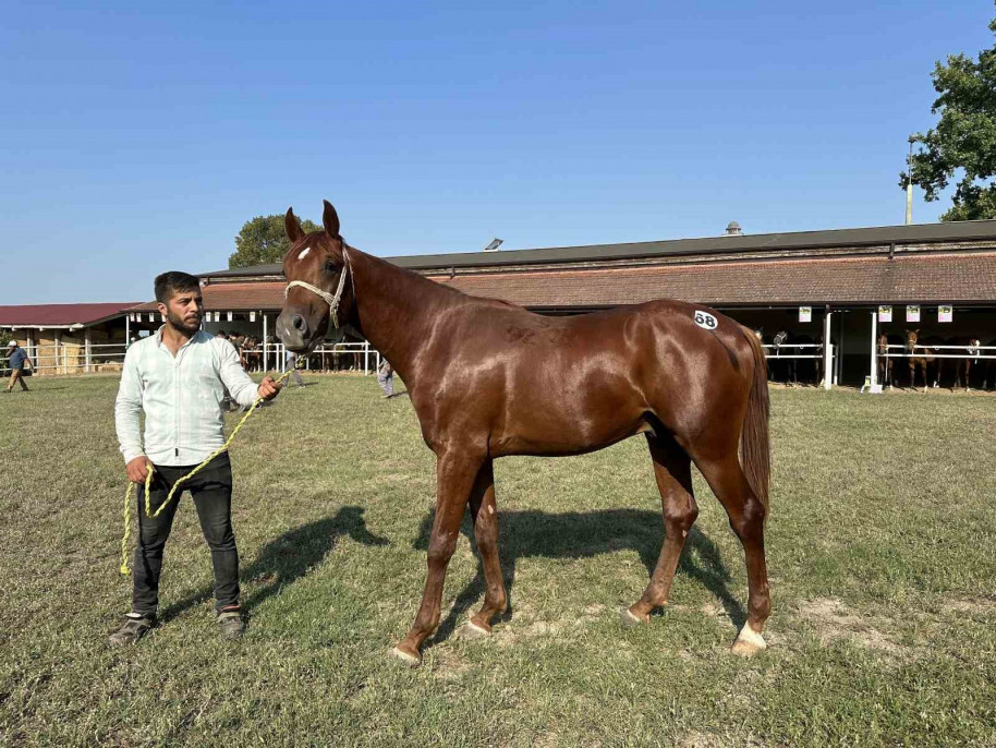 TİGEM 42 tay satışından 10 milyon lira gelir elde etti