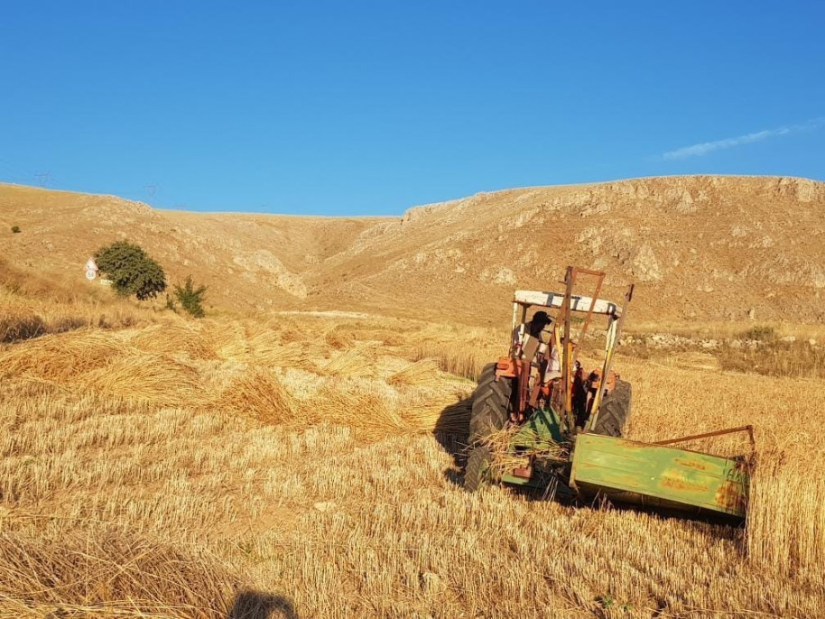 Kuluncak'ta buğday hasadı