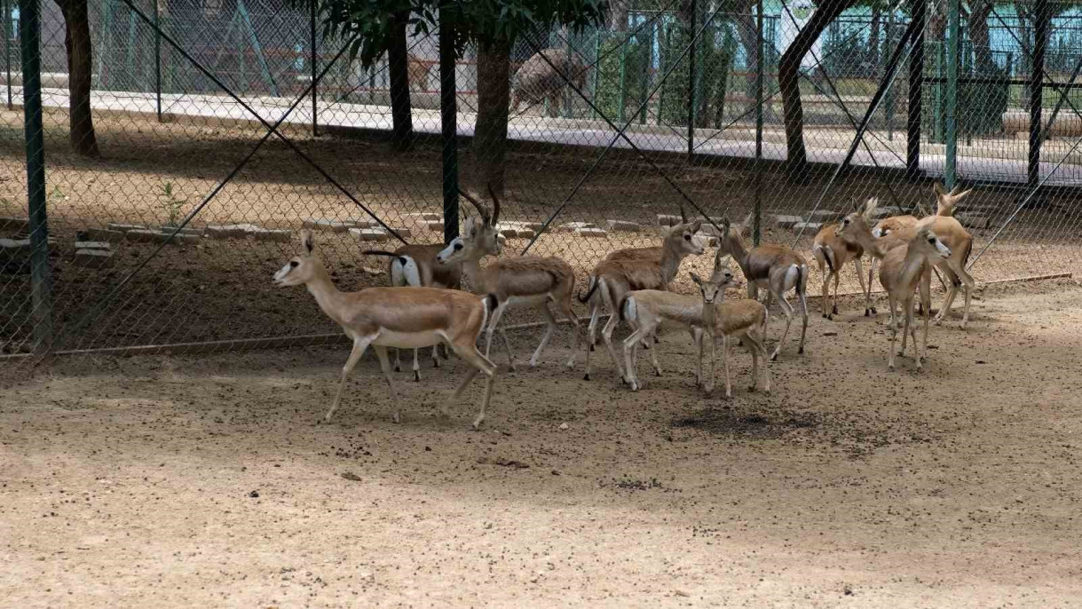 Malatya Hayvanat Bahçesini bugüne kadar 1 milyon kişi gezdi