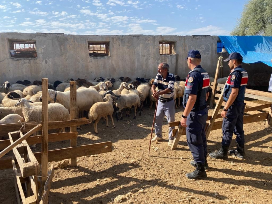 Malatya'da kayıp koyunları jandarma buldu