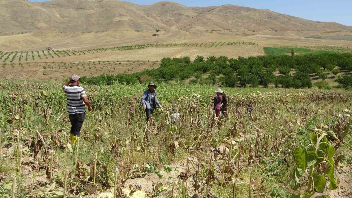 Malatya'da ayçiçeği hasadına başlandı