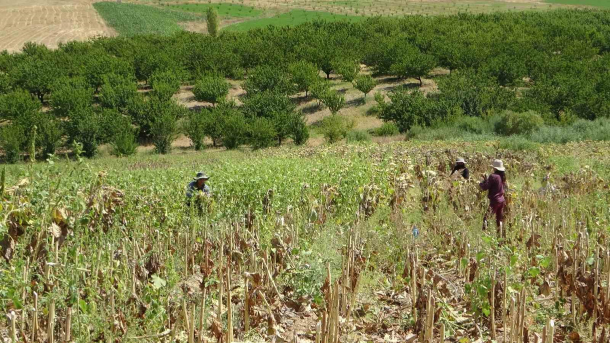 Malatya'da ayçiçeği hasadına başlandı