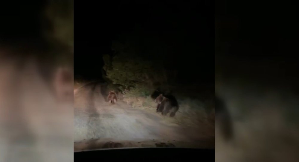 Gece Otomobilin Önünde Koşan İki Ayı Vatandaşa Yol Arkadaşı Oldu