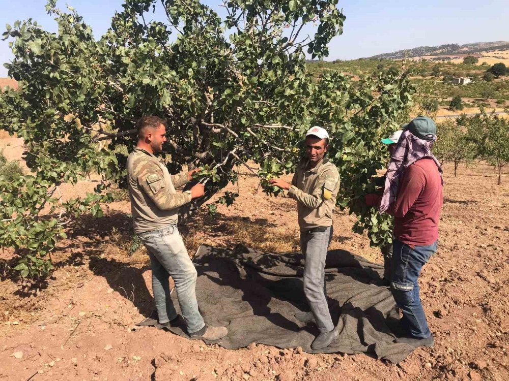 Yeşil Altın Hasadı Başladı