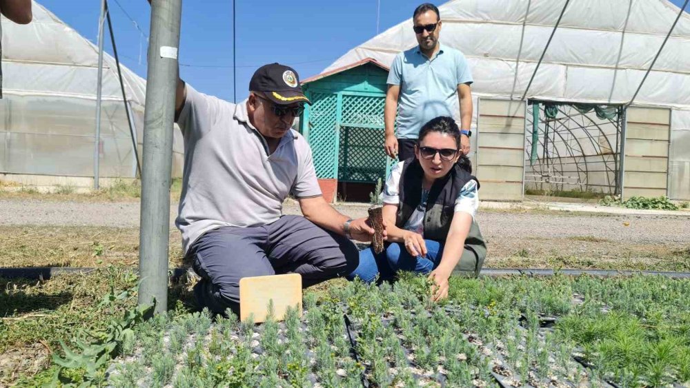 Müdür Oktay Ayatay; “Fidan Üretimi Ve Dikimi Önemli”