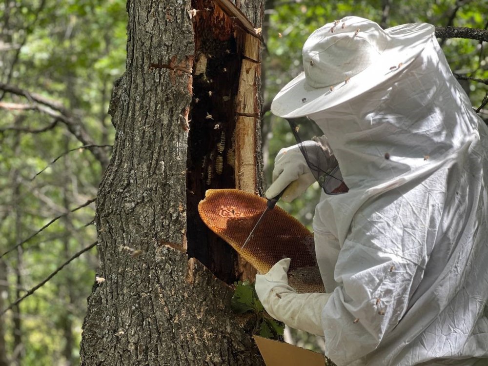 Bingöl’de ’Bal Avcıları’ Arıları Takip Ederek Doğal Bala Ulaşıyor
