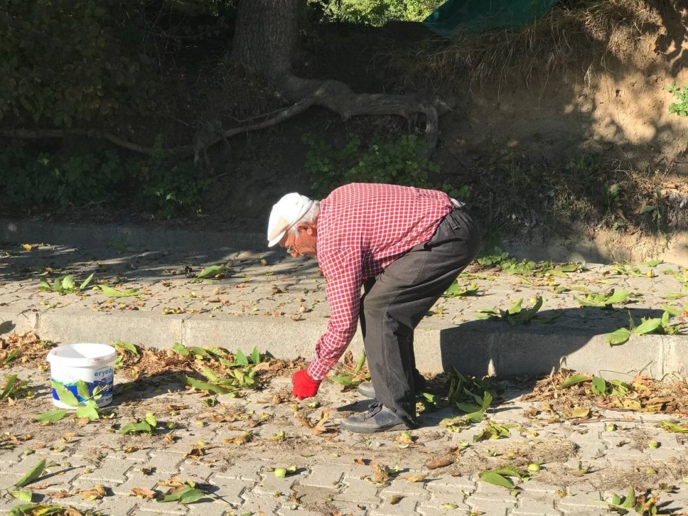 Erzincan’da Köylülerin Meşakkatli Ceviz Hasadı Süreci Başladı