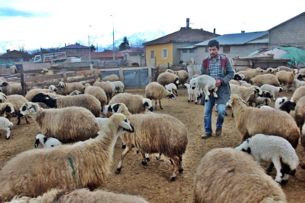 Büyükbaş Ve Küçükbaş Hayvan Sayısında Azalma Meydana Geldi