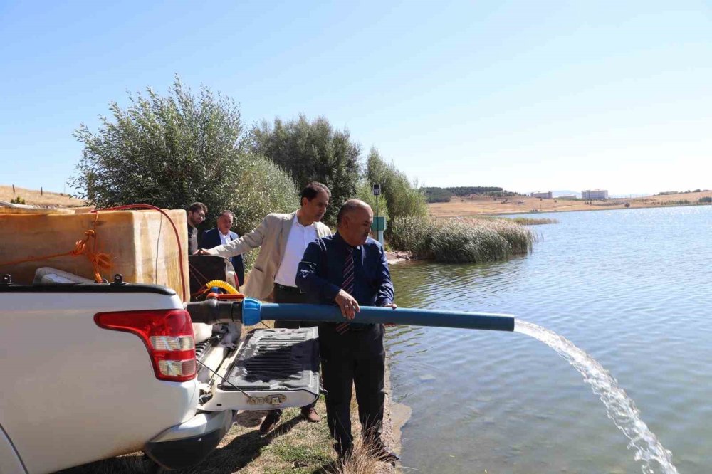 Sivas’ta 1 Milyon Yavru Balık Göllere Salındı