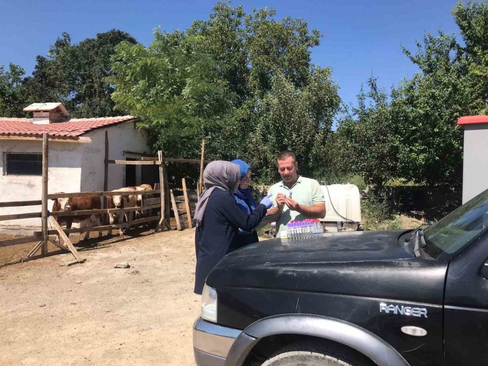 Erzincan’a Gelen İthal Hayvanlar Kontrolden Geçiyor