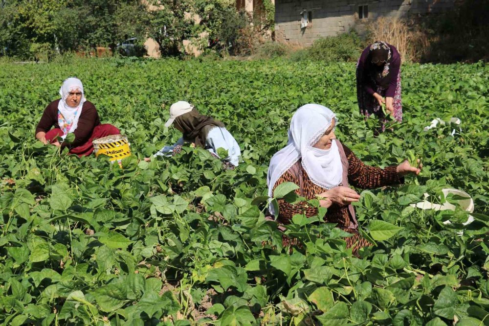 Van’ın ‘Gevaş Fasulyesi’ Tescil Aldı