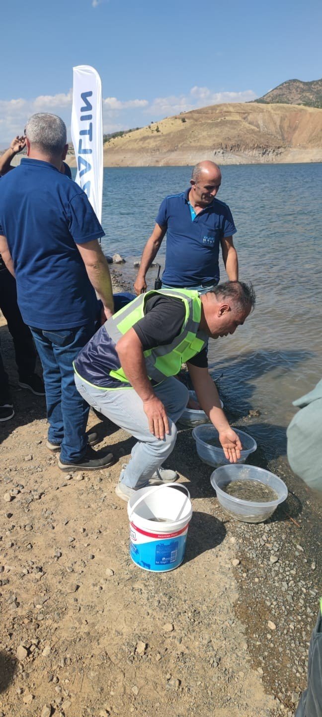 Yavru Siraz Balıkları Baraja Kavuştu