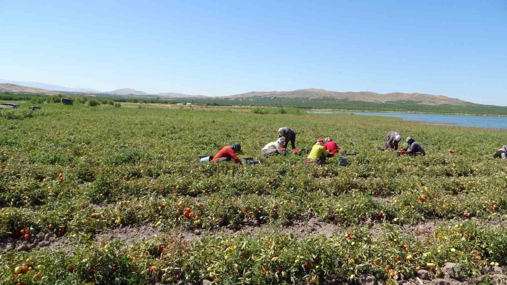 Malatya’da Suların Çekildiği Baraj İçerisinde Tarımsal Üretim