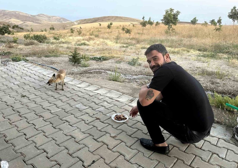 Yavru Tilki, Piknikçilerin Sofrasına Ortak Oldu