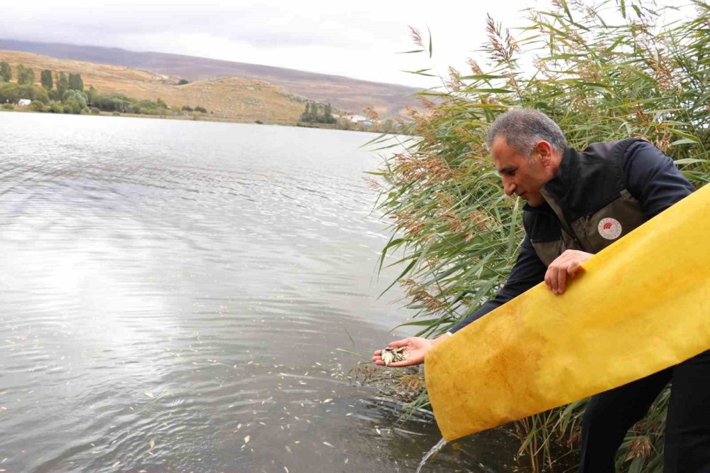 Kars Gölleri Sazan Yavruları İle Buluştu