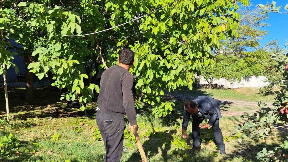 Adilcevaz Ceviz Hasadına Başladı