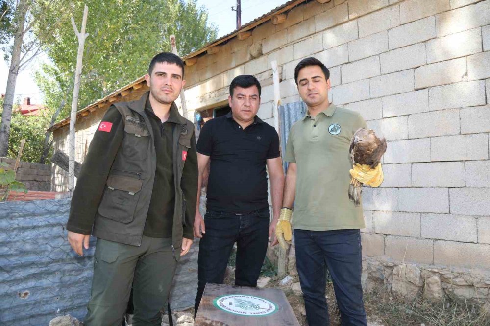 Bitkin Halde Bulunan Arı Şahini Tedaviye Alındı