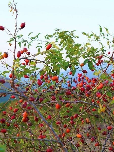 Şifa Kaynağı Kuşburnunda Kış Hazırlığı