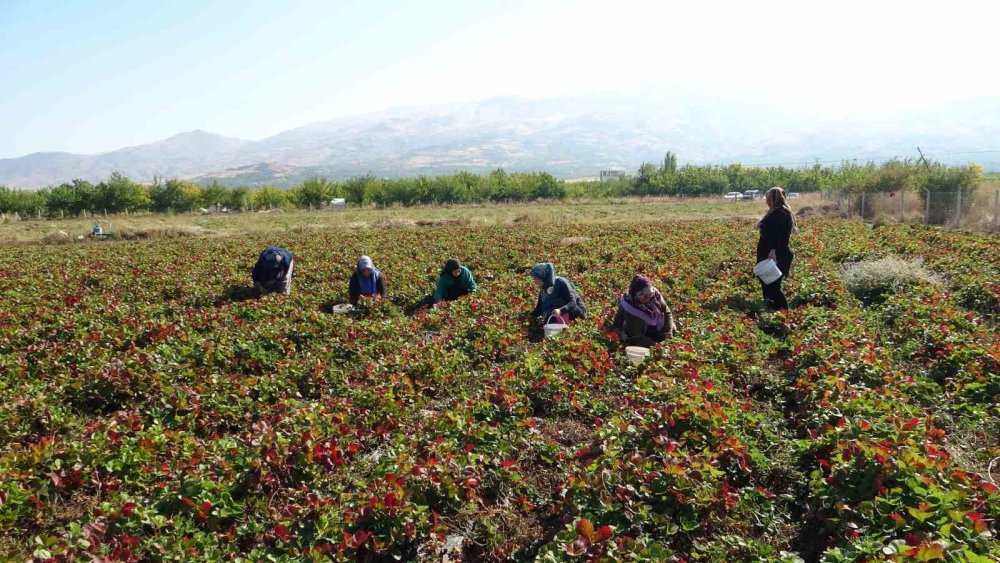 Kilosu 50 Lira, Siparişlere Yetişilmiyor