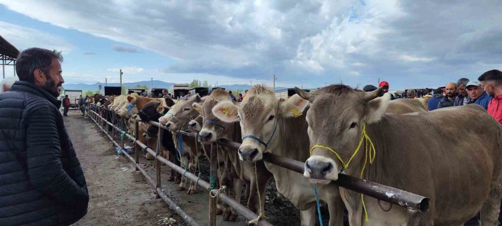 Şap Hastalığı Sebebiyle Kapatılmıştı, Yeniden Açılıyor