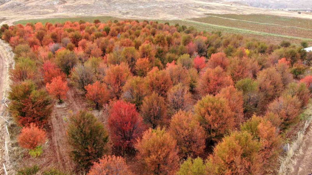 Sivas’ta Yağlıboya Tablosu Tadında Manzara