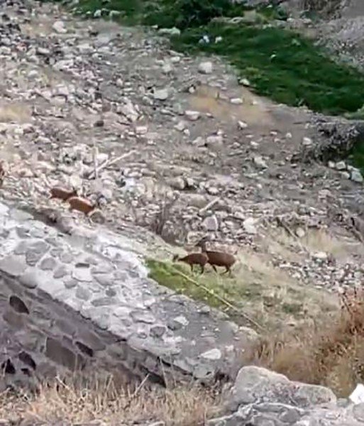 Dağ Keçileri Harput’ta Görüntülendi