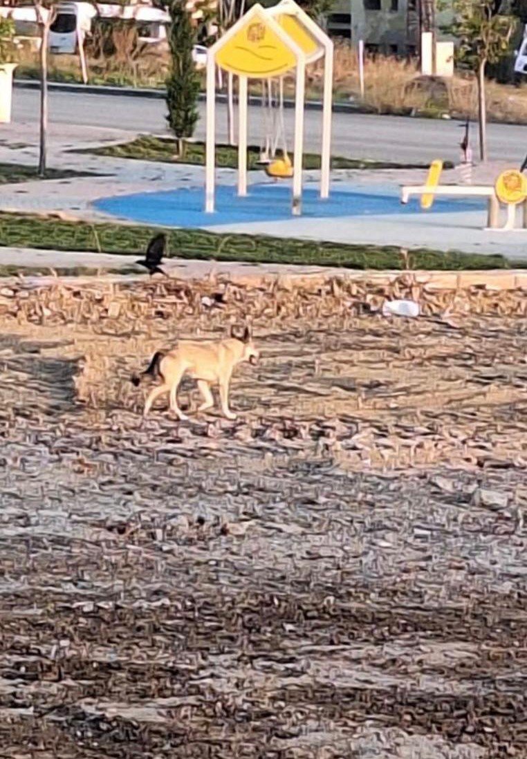 Yolunu Kaybeden Kurt Şehir Merkezine İndi