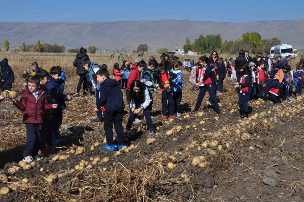 Başkan Oral, Öğrenciler İle Birlikte Patates Hasadına Katıldı