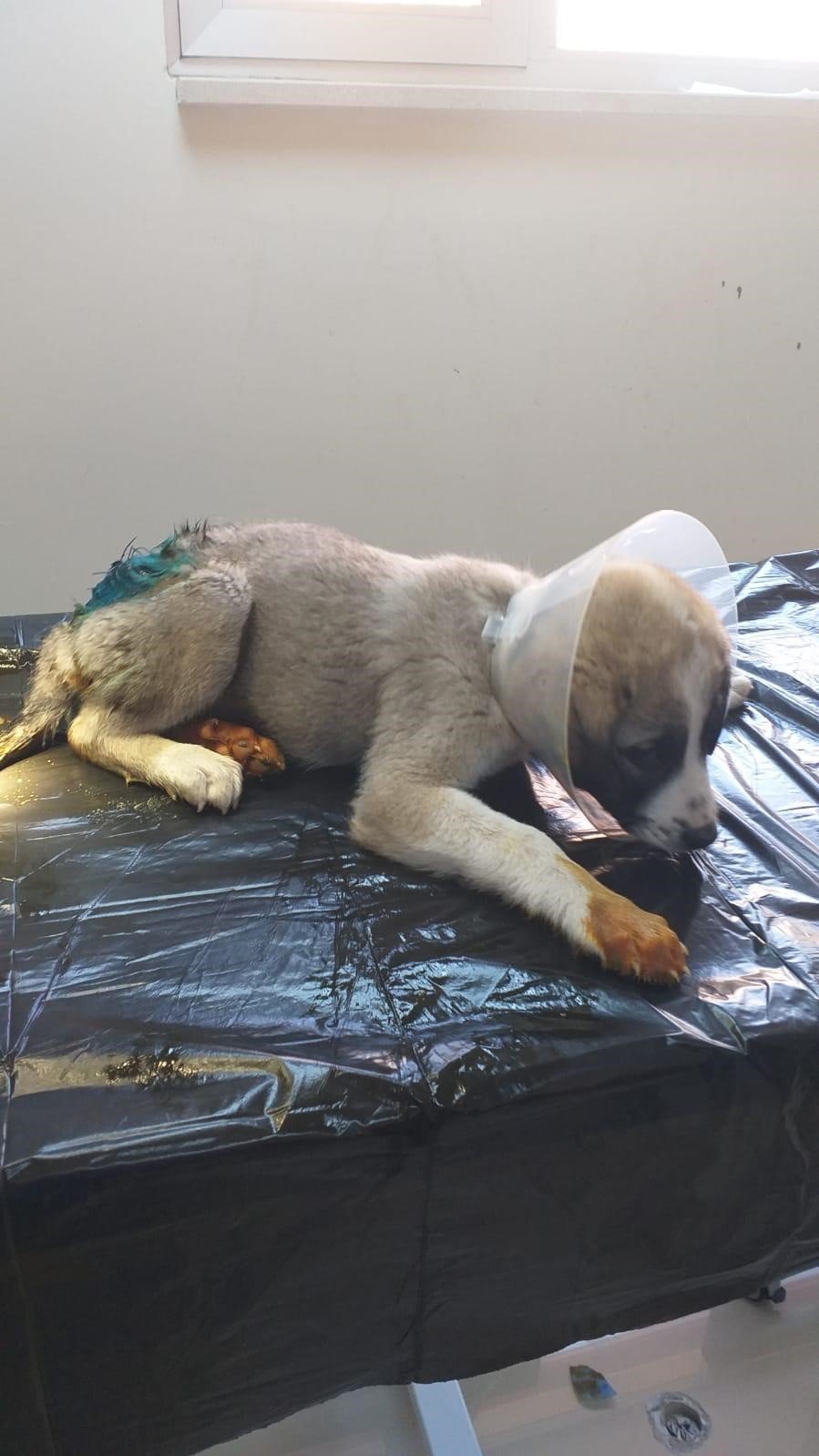 Yaralı Bulunan Yavru Köpek Tedavi Altına Alındı